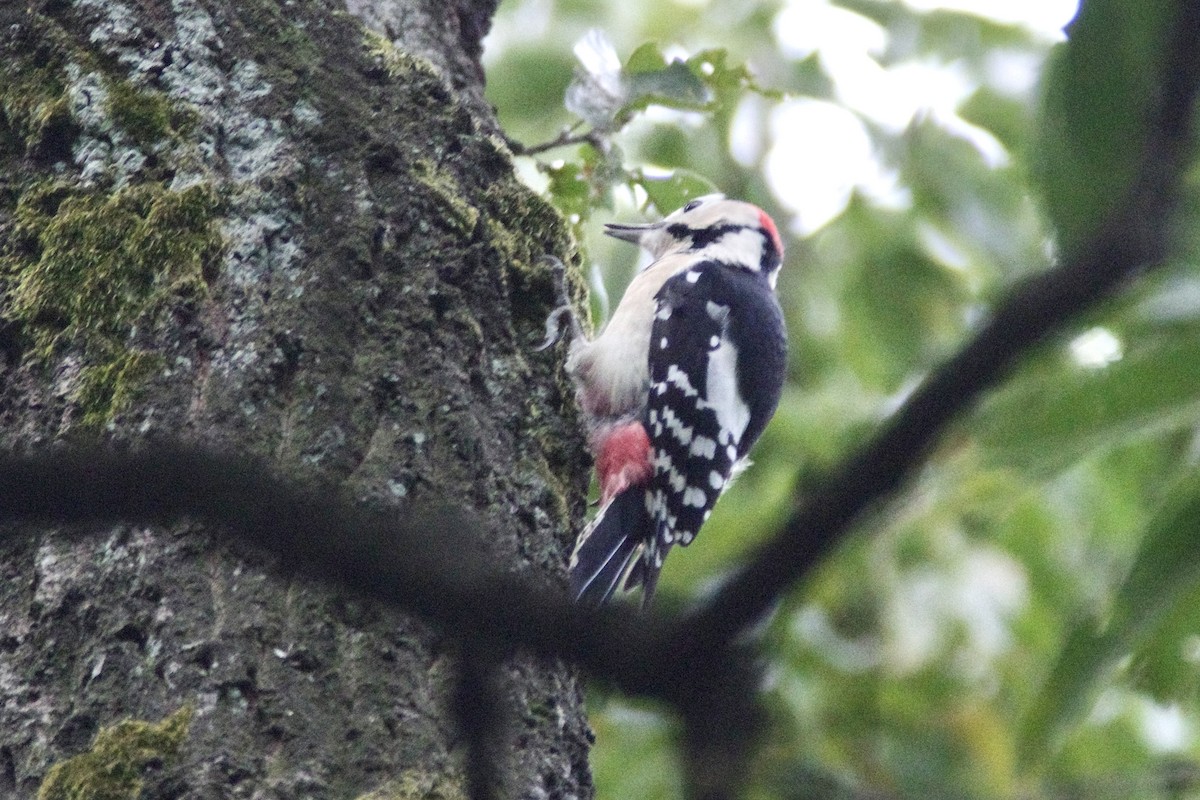 flaggspett - ML644724596