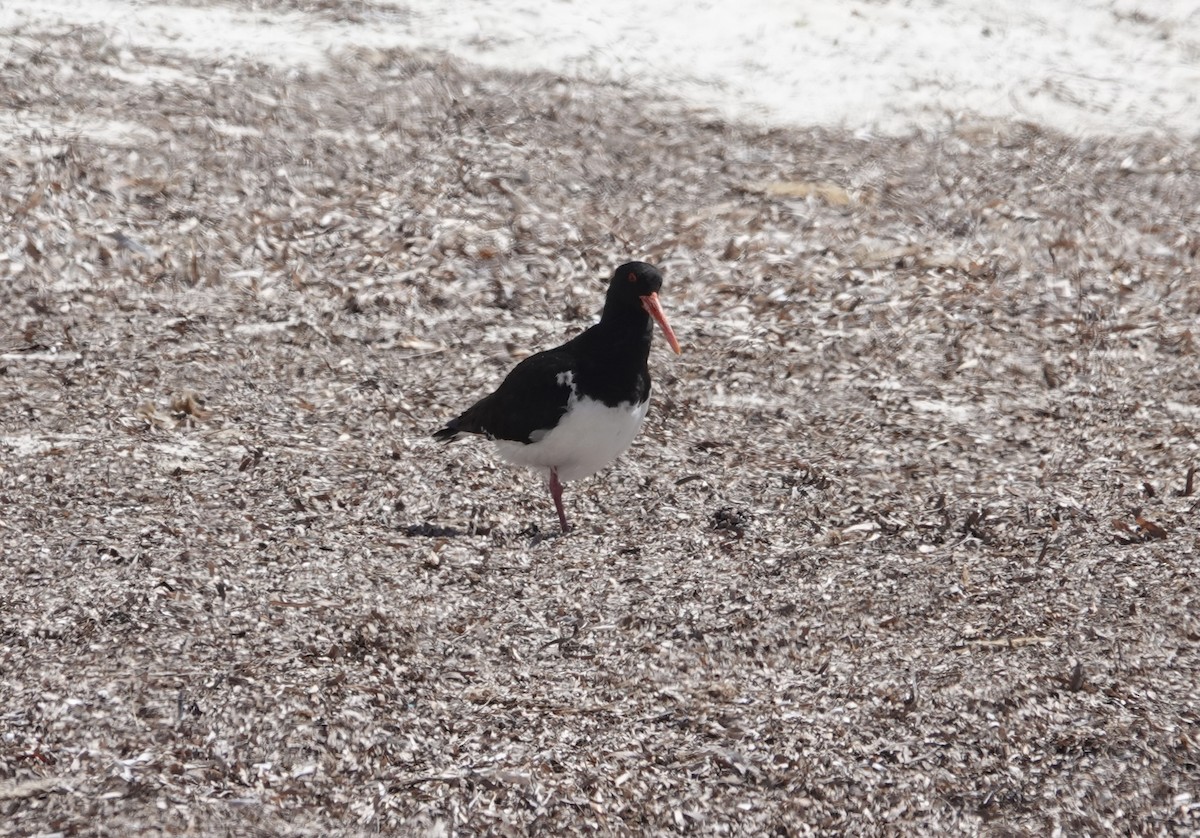 australiatjeld - ML644724598