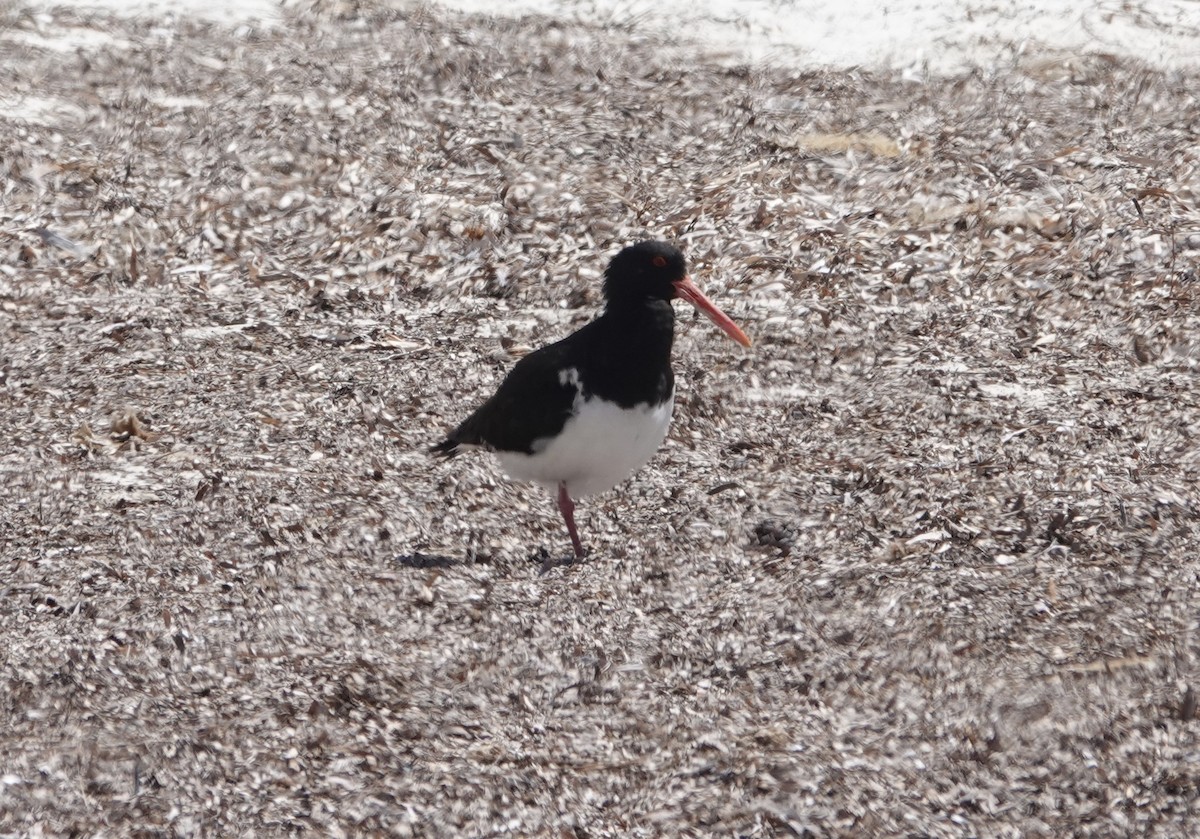 australiatjeld - ML644724599