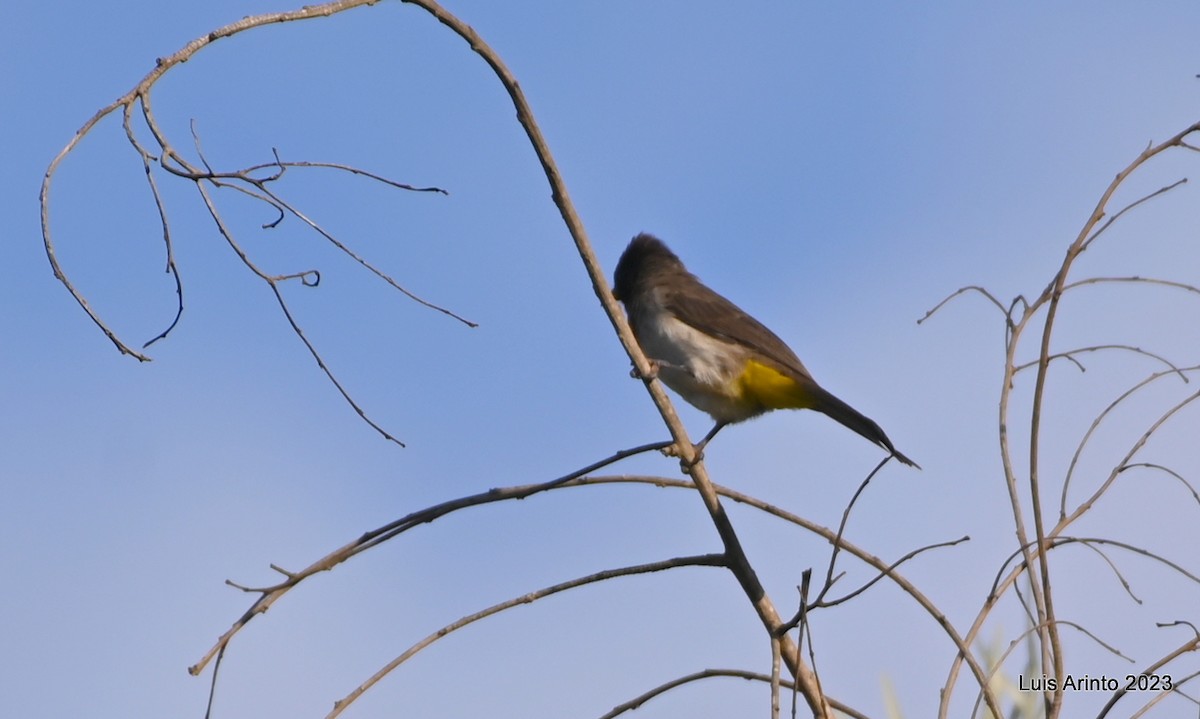 hagebylbyl (tricolor gr.) - ML644724600