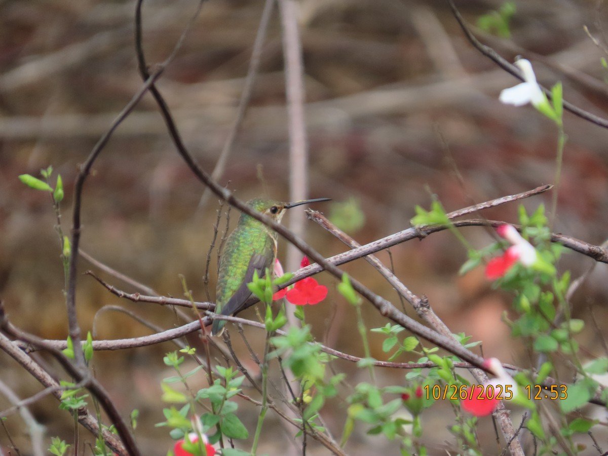 Allen's Hummingbird - ML644724601