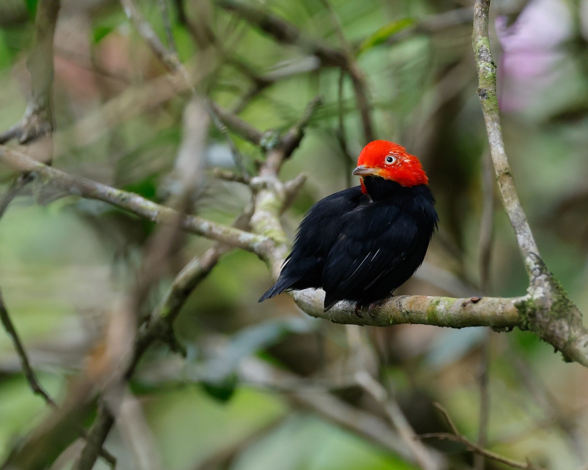 rødhettemanakin - ML644724602