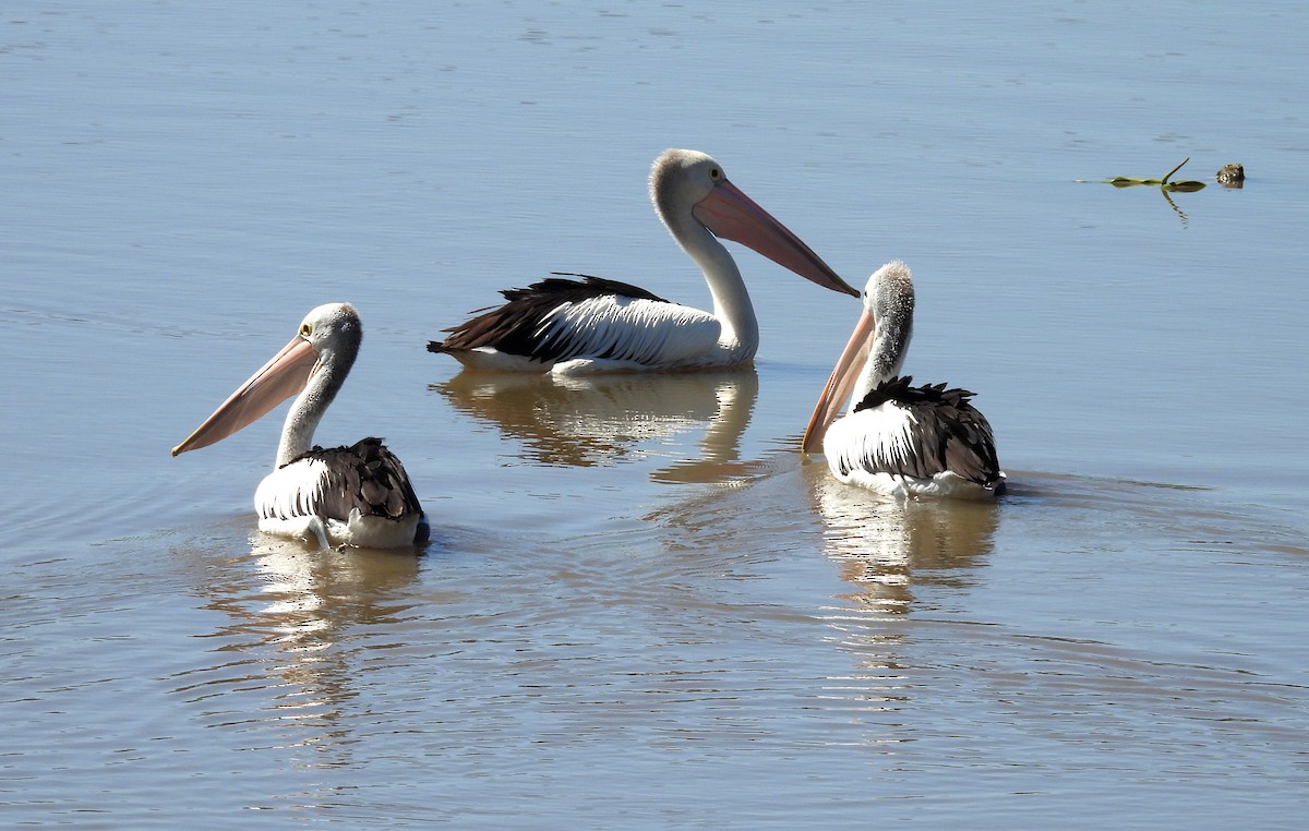 australiapelikan - ML644724605