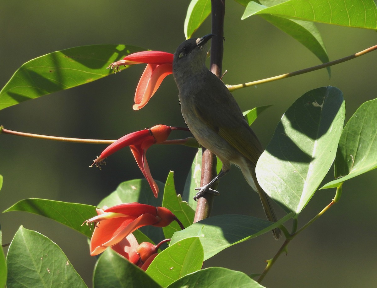 brunhonningeter - ML644724609