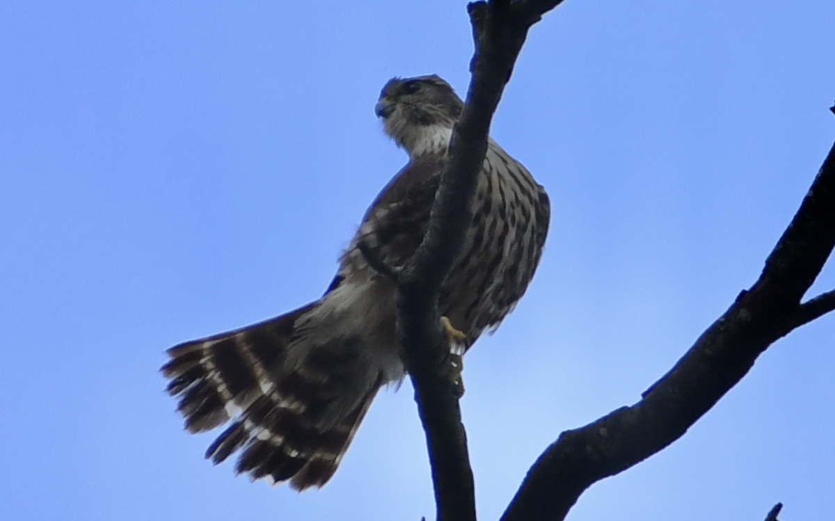 dvergfalk - ML644724611