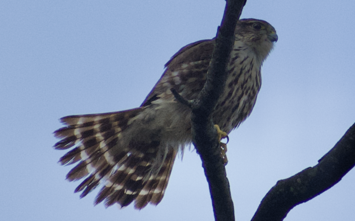 dvergfalk - ML644724612