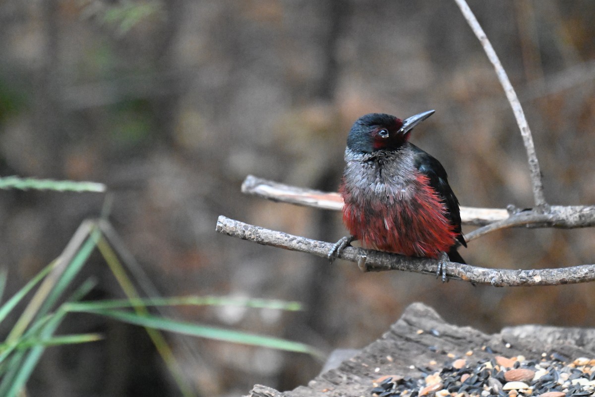 fluesnapperspett - ML644724613