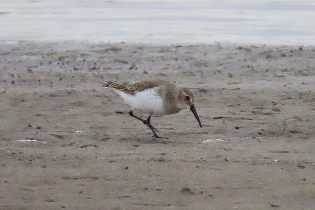 myrsnipe - ML644724614