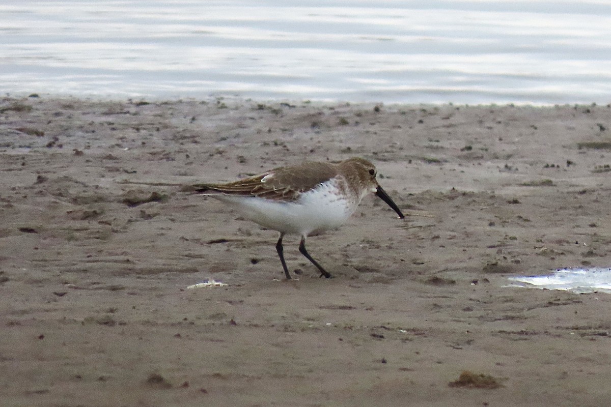 myrsnipe - ML644724615