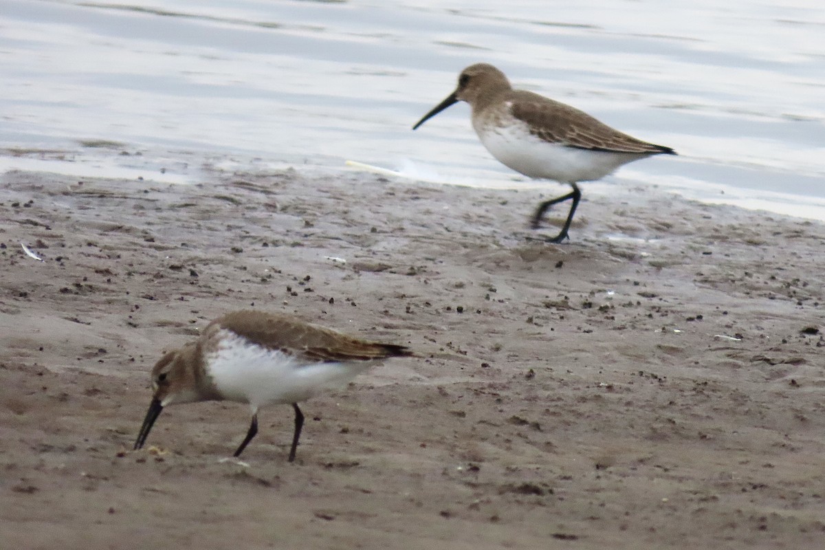 myrsnipe - ML644724616