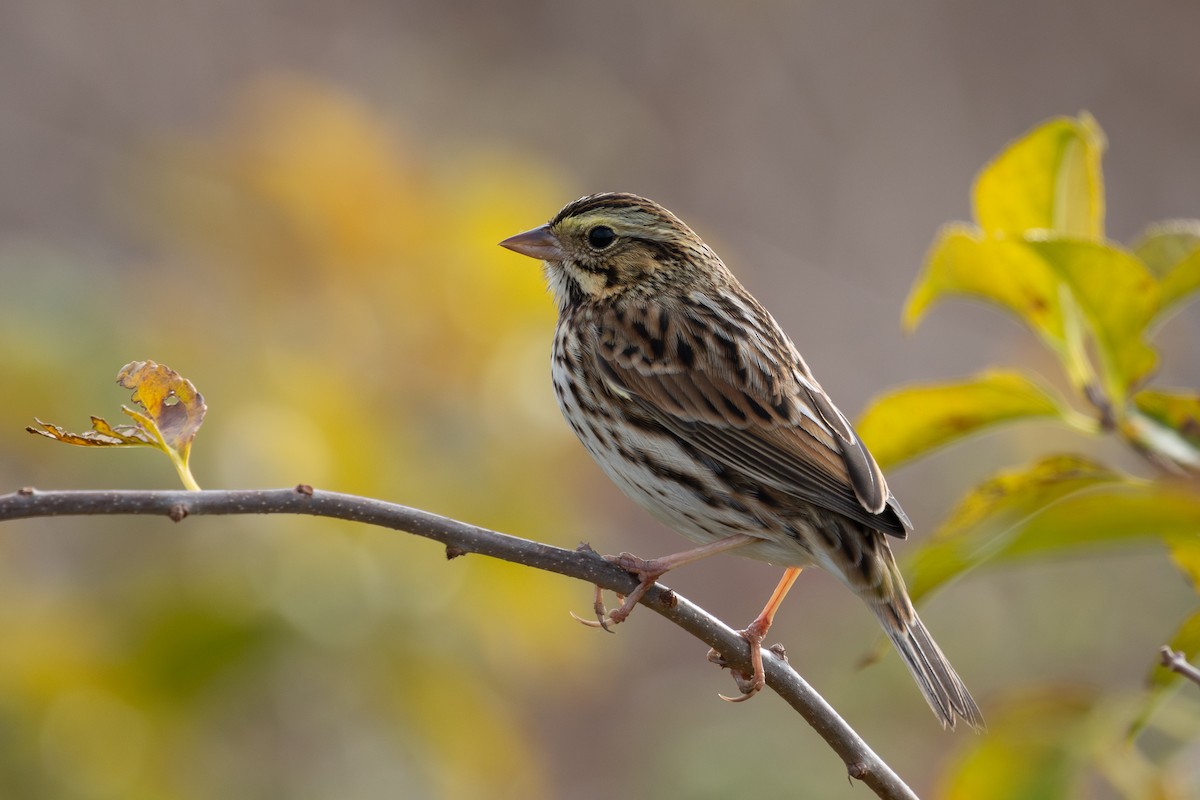 musespurv (sandwichensis gr.) - ML644724617