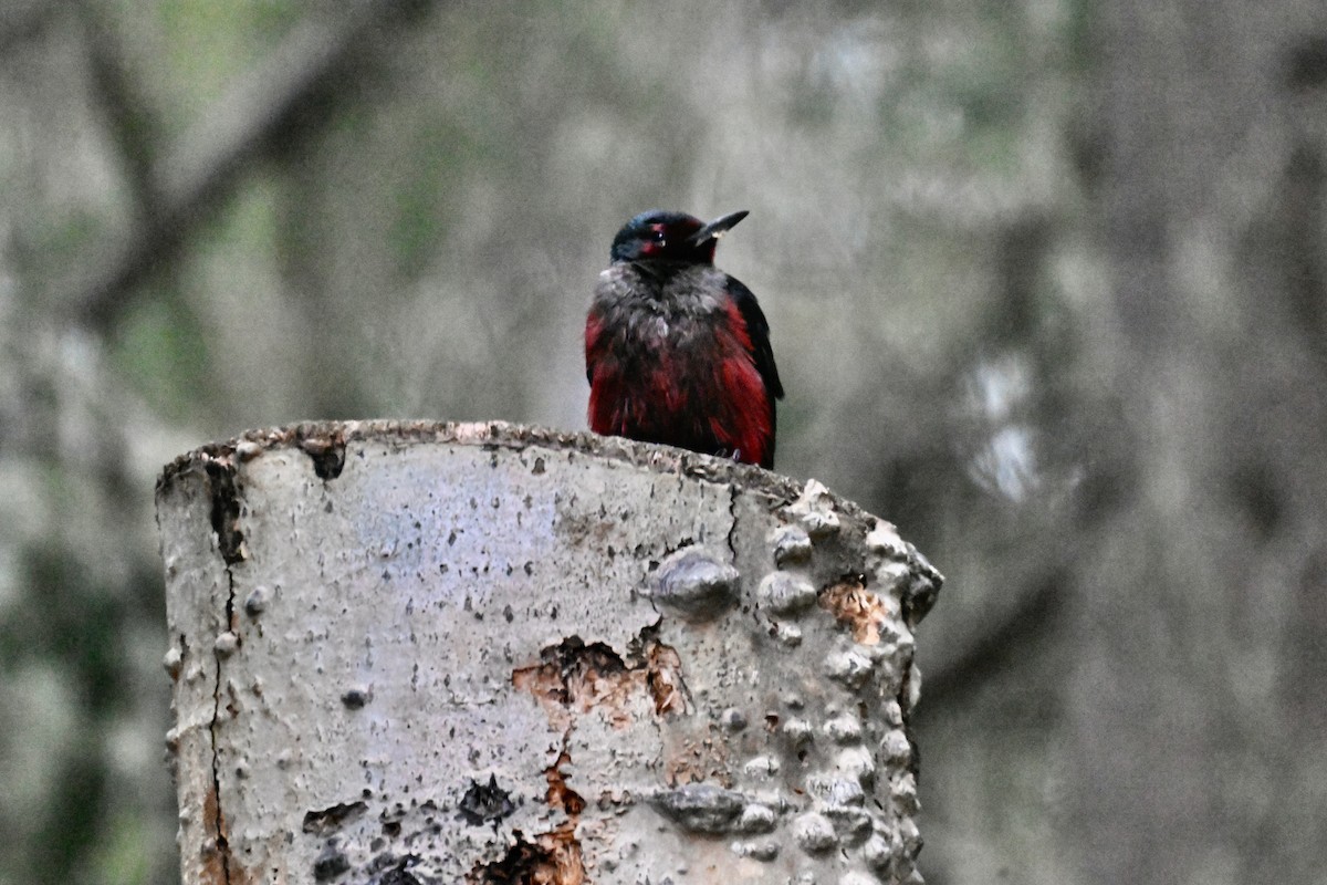 fluesnapperspett - ML644724619