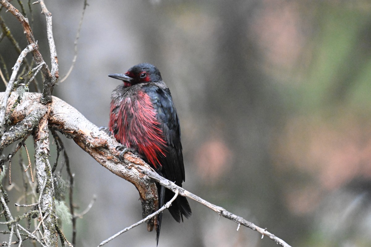 fluesnapperspett - ML644724624