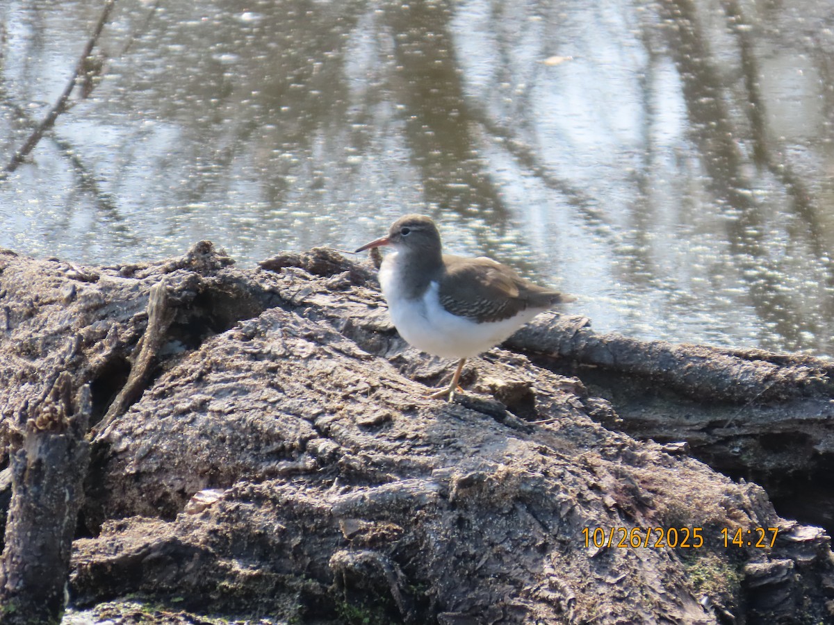 pisík americký - ML644724628