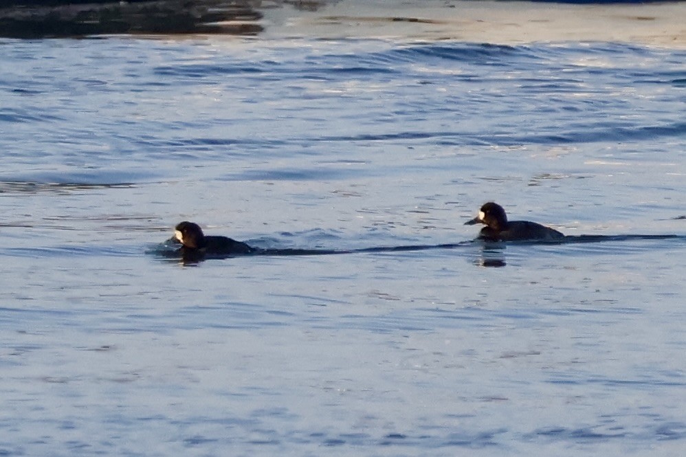 bergand - ML644724633