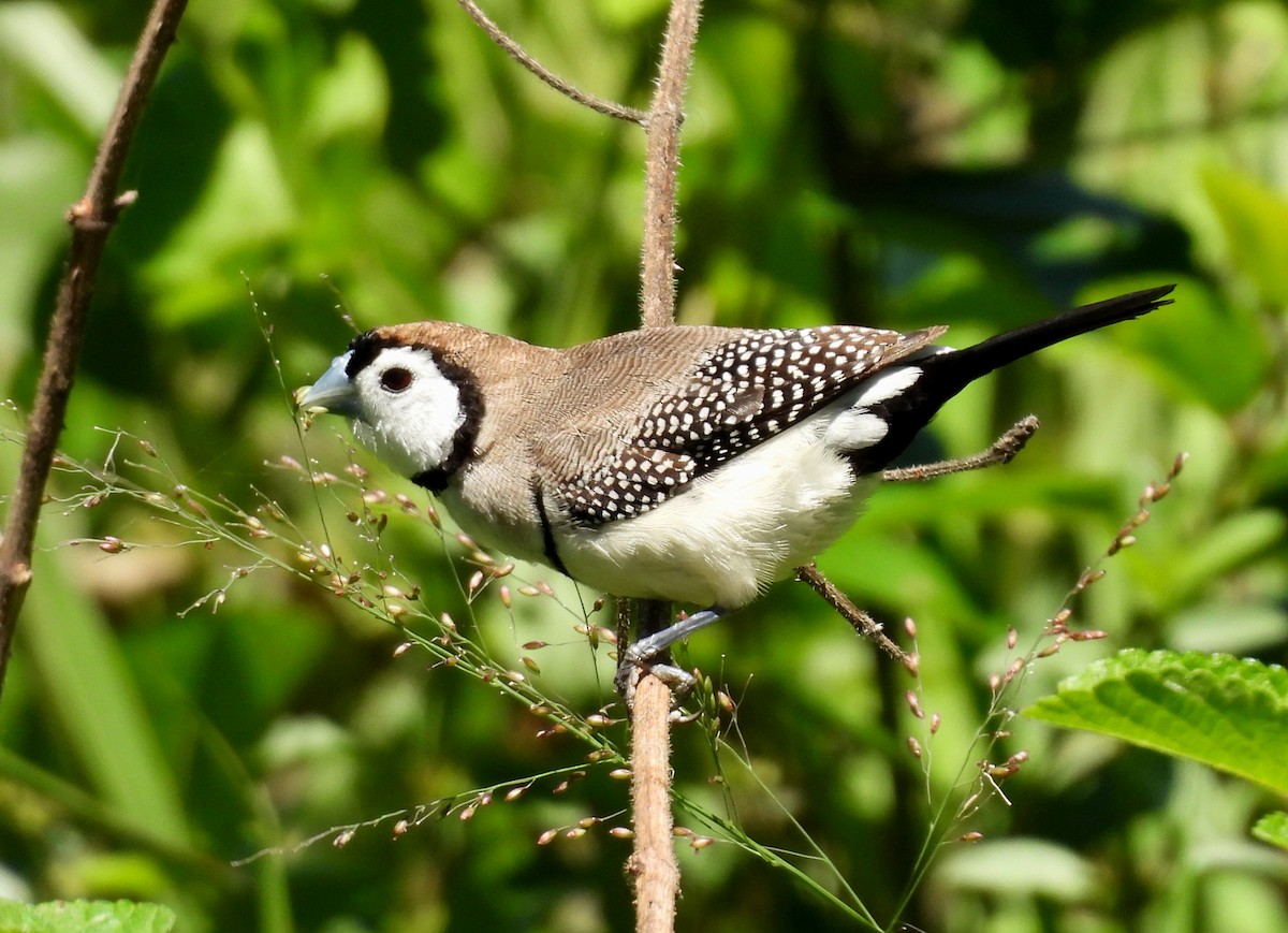 Double-barred Finch - ML644724634