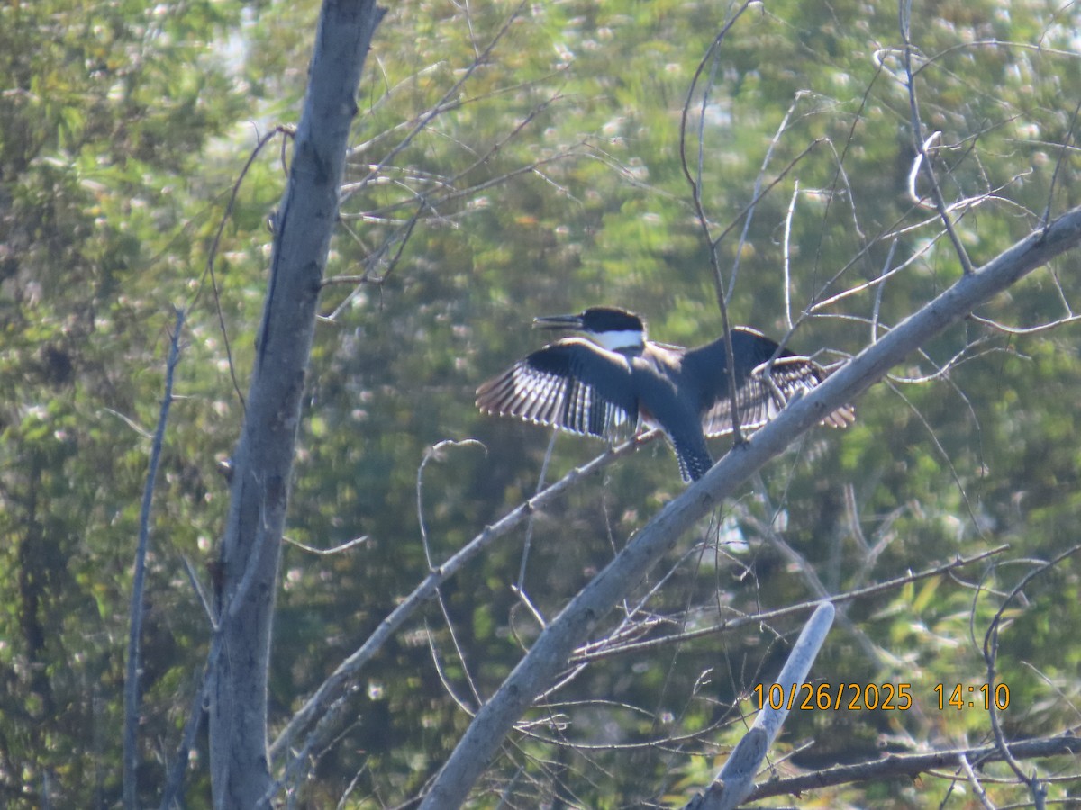 Belted Kingfisher - ML644724636