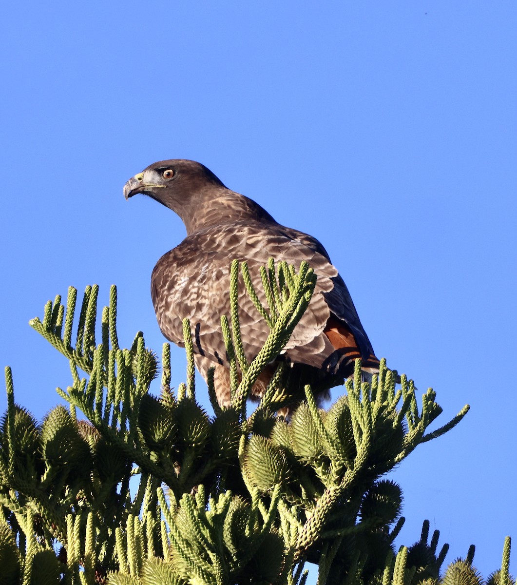 Red-tailed Hawk - ML644724639