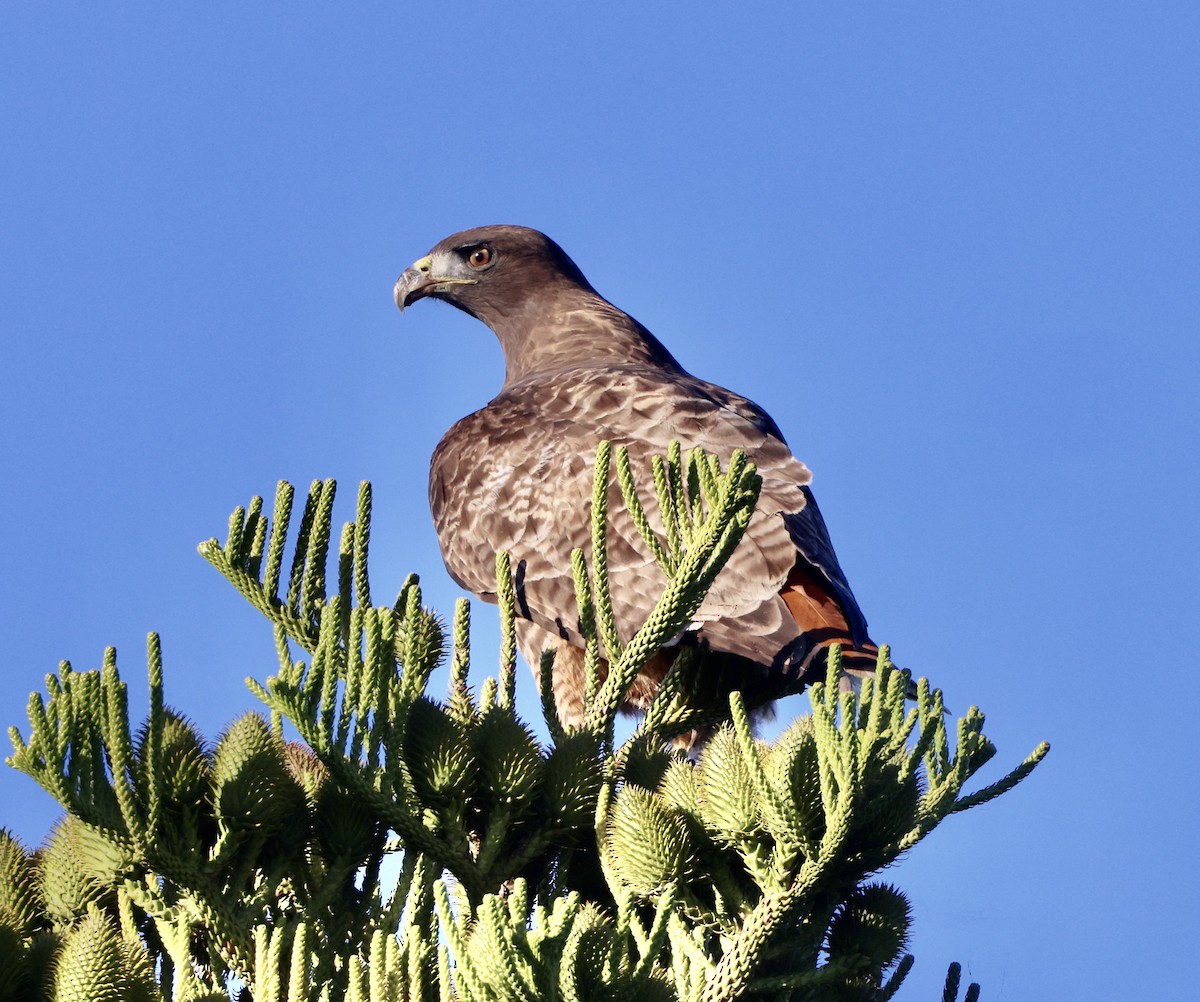 Red-tailed Hawk - ML644724641