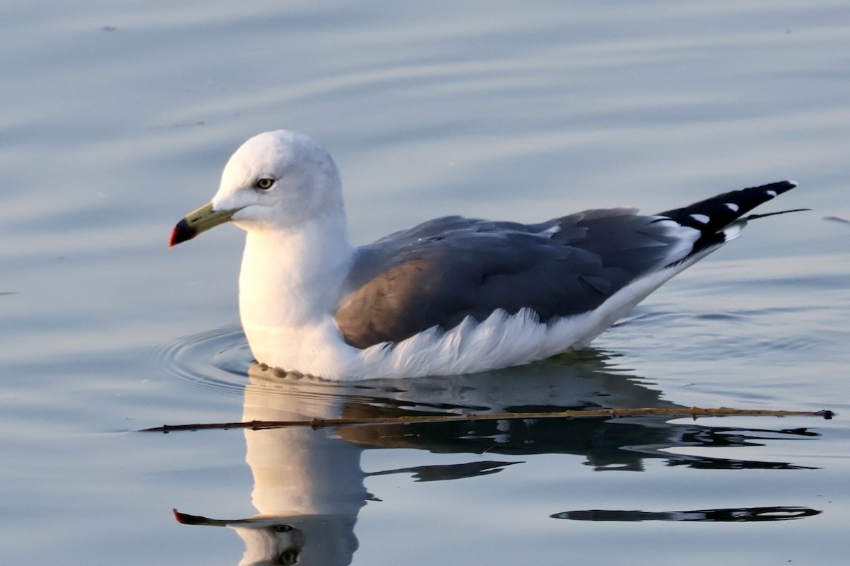 Black-tailed Gull - ML644724644