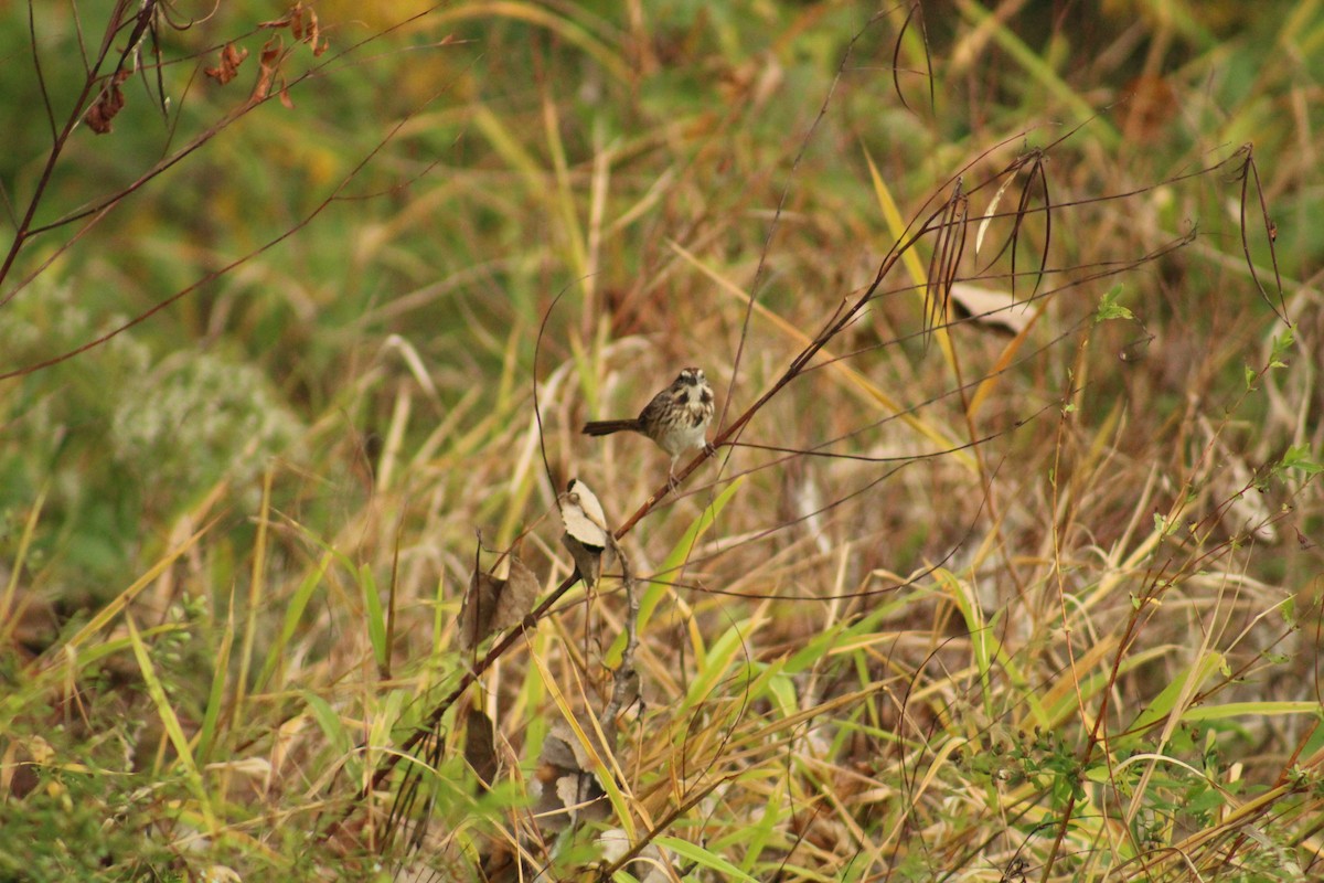 Song Sparrow - ML644724650
