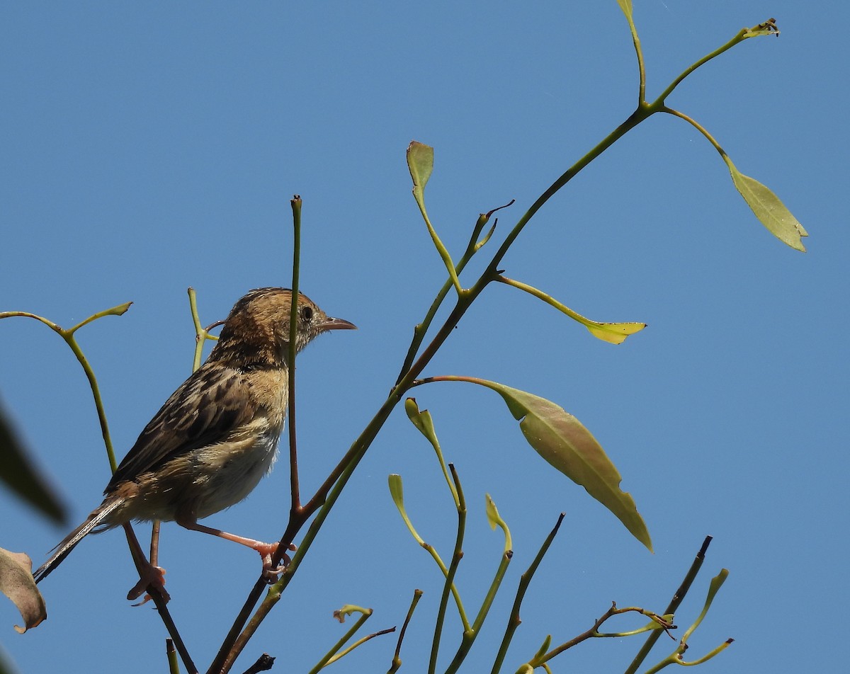 Golden-headed Cisticola - ML644724651