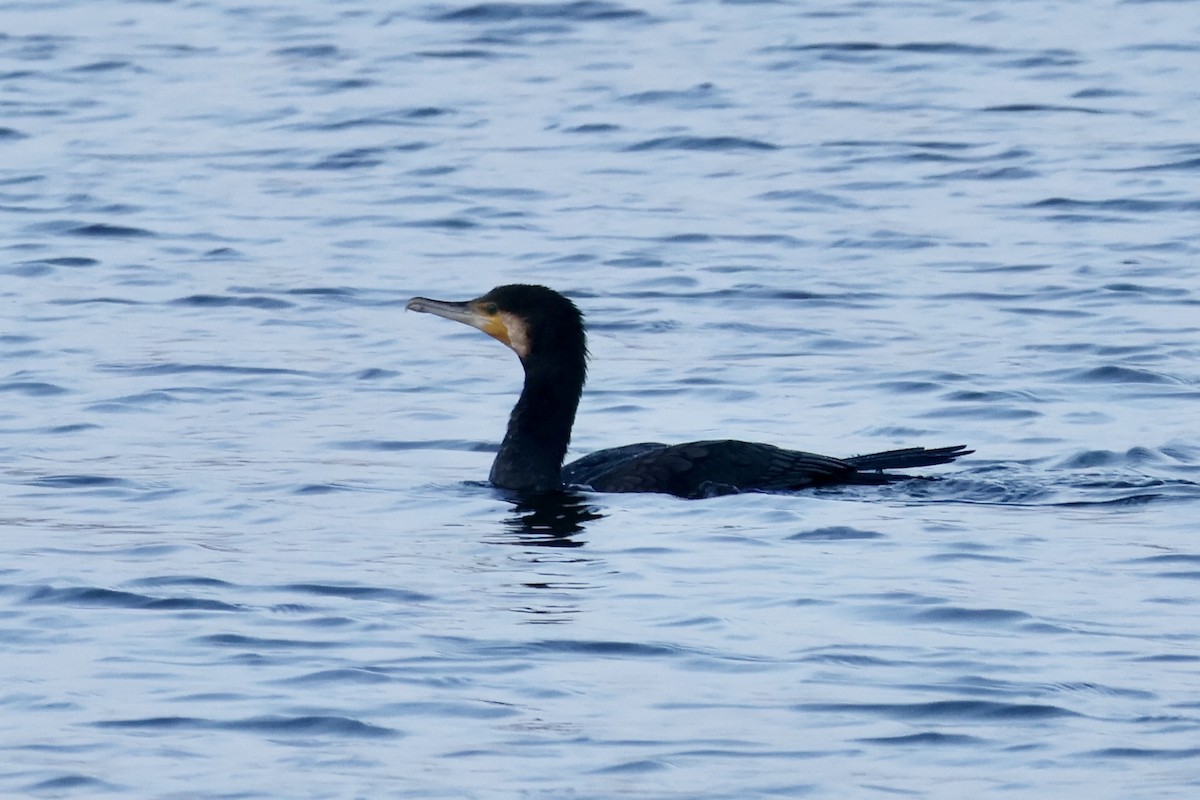 Great Cormorant - ML644724653