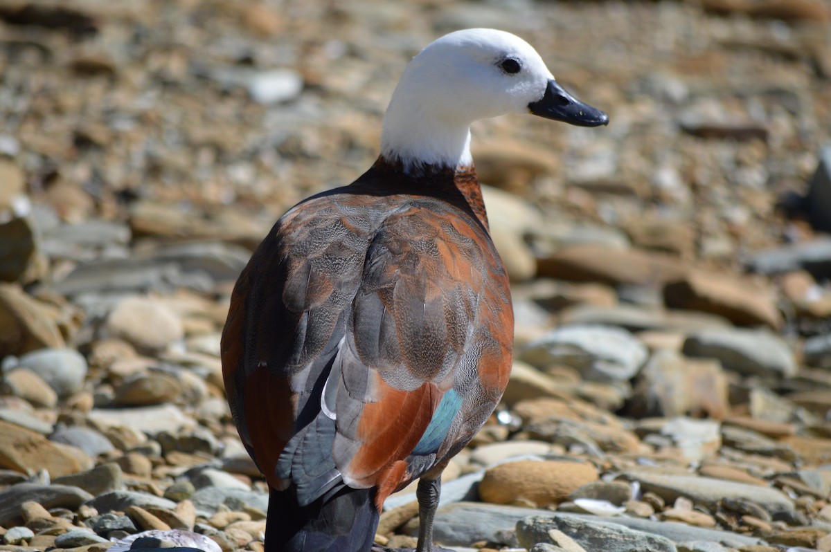 クロアカツクシガモ - ML644724654