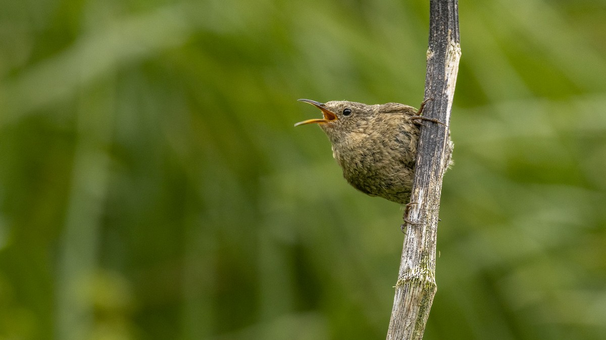 Pacific Wren - ML644724656