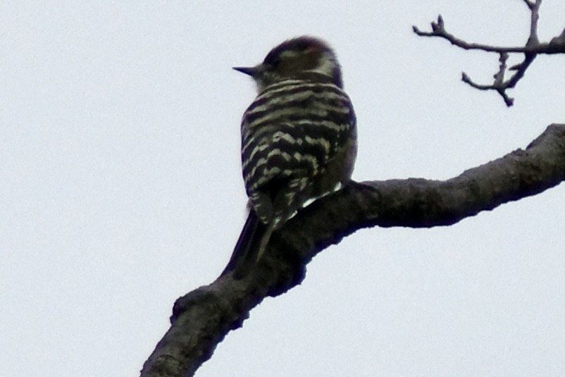 Japanese Pygmy Woodpecker - ML644724658