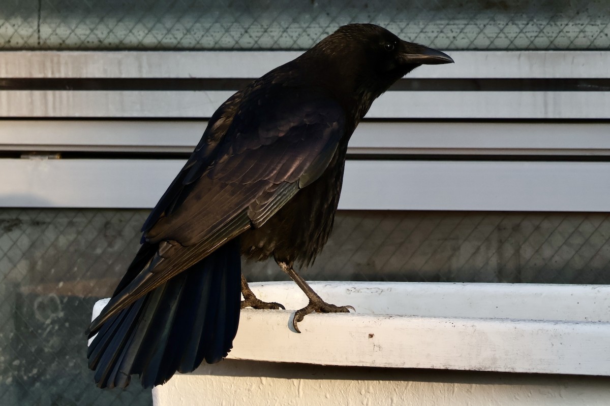 Carrion Crow - ML644724659