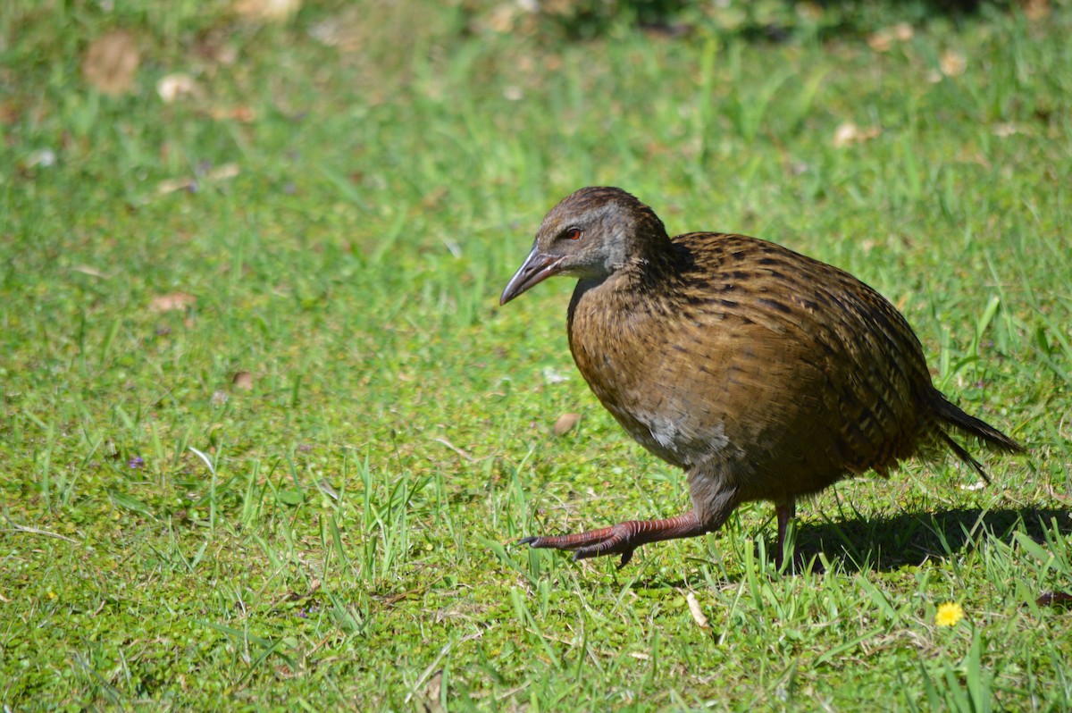 Weka - ML644724662