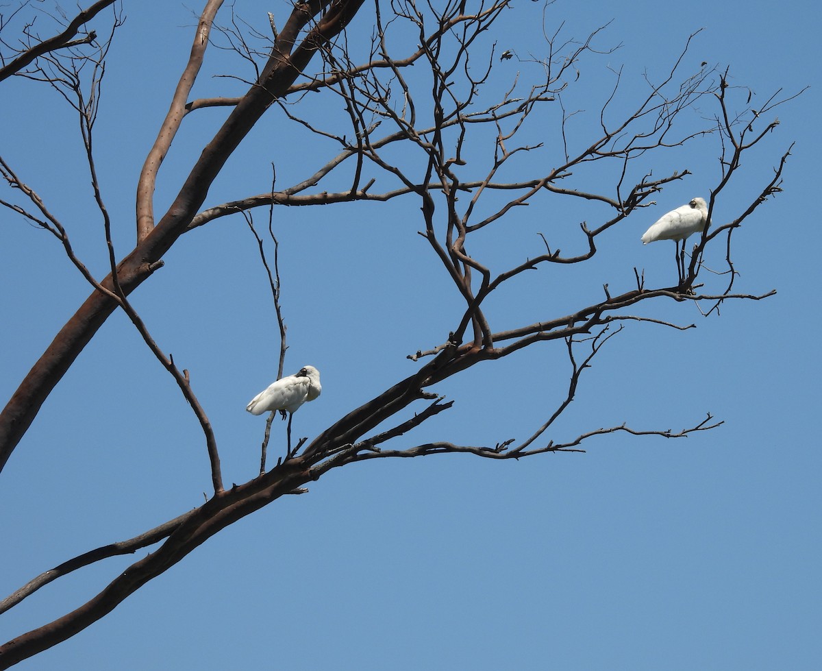 Косар королівський - ML644724663