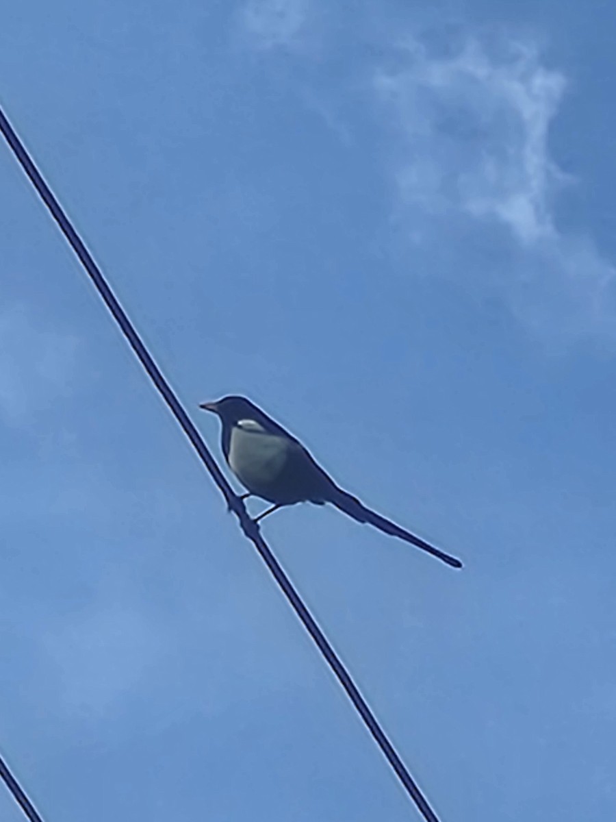 Yellow-billed Magpie - ML644724664