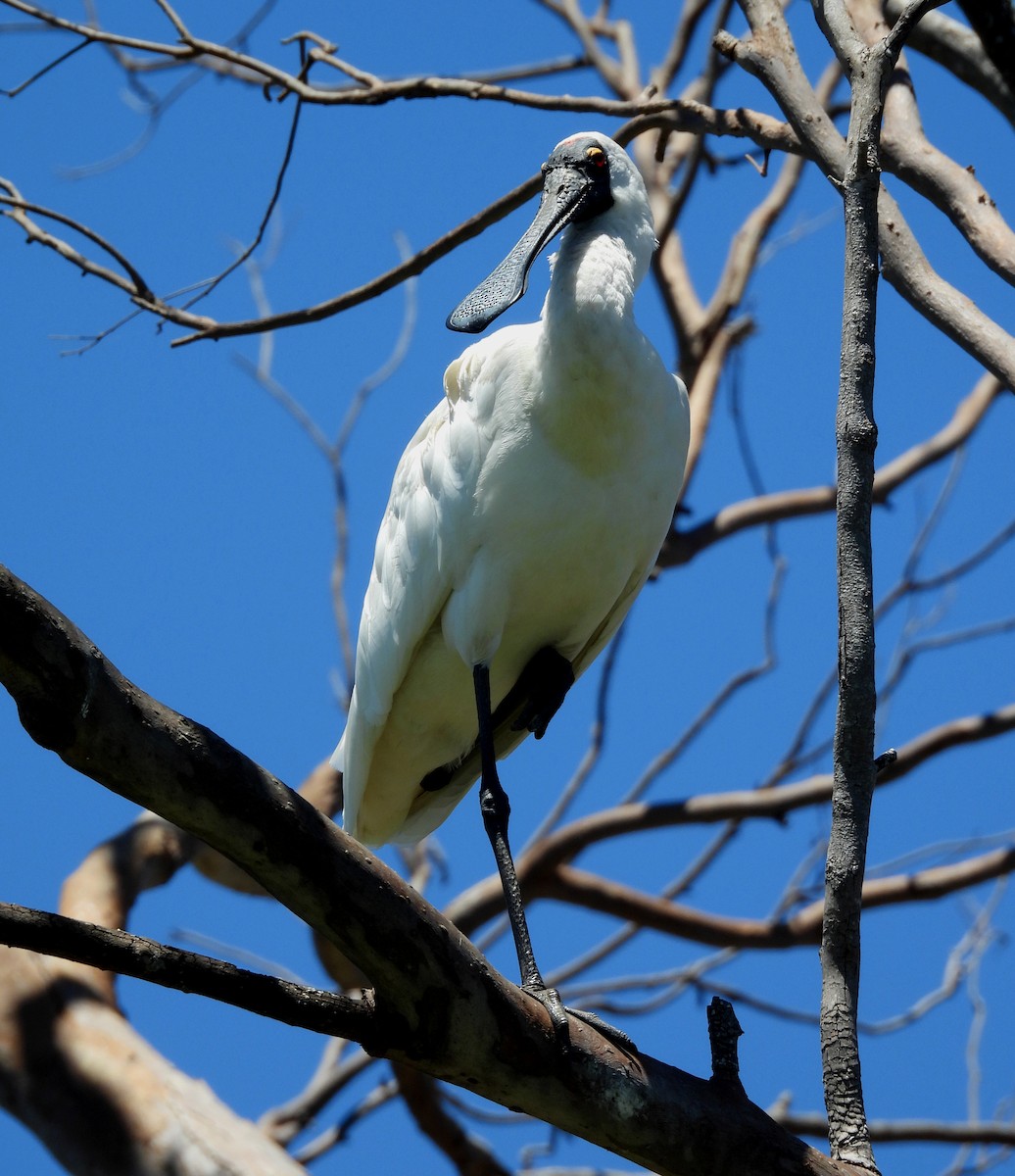 Косар королівський - ML644724665