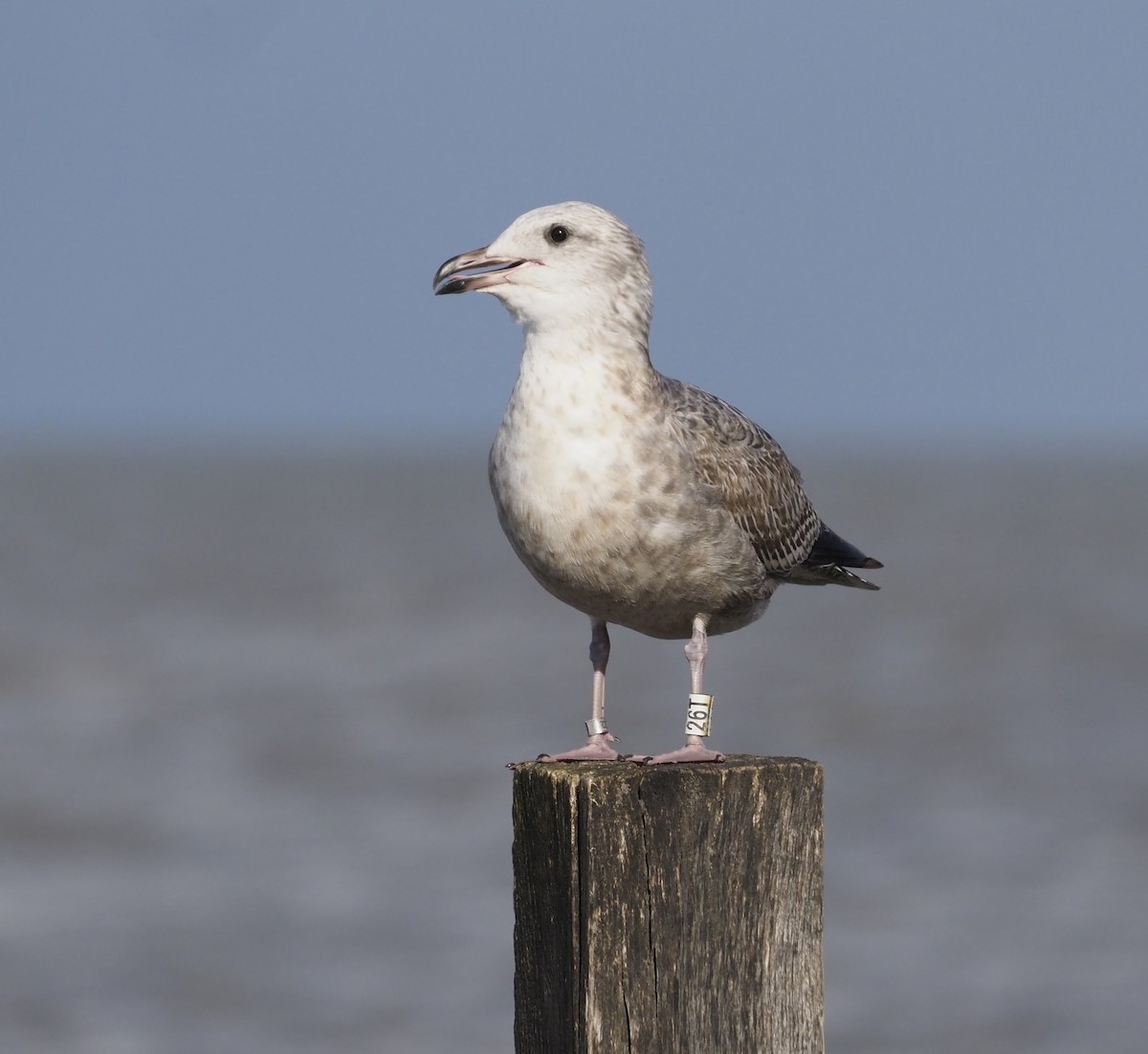 American Herring Gull - ML644724671