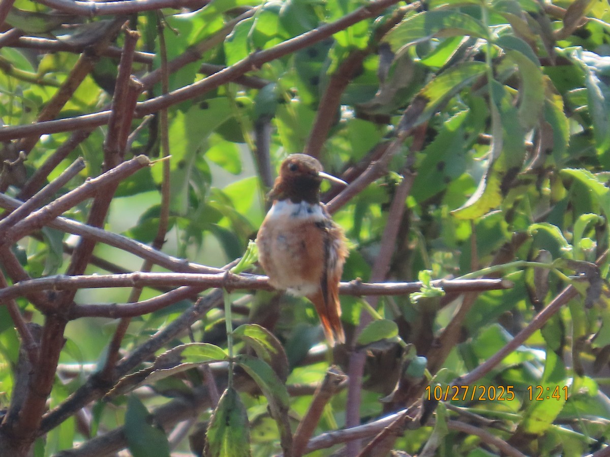 Allen's Hummingbird - ML644724672