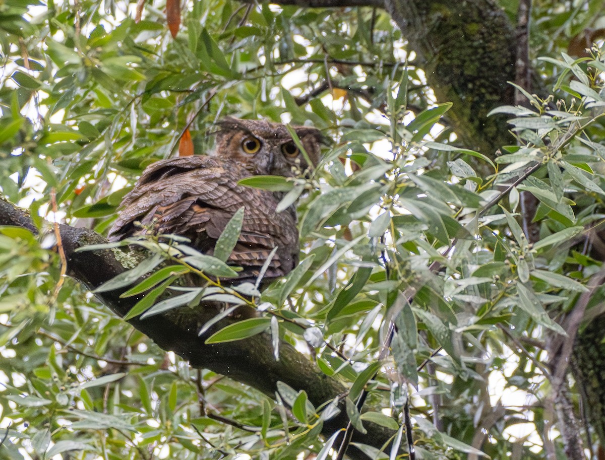Great Horned Owl - ML644724673
