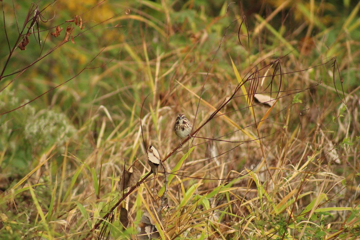 Song Sparrow - ML644724679