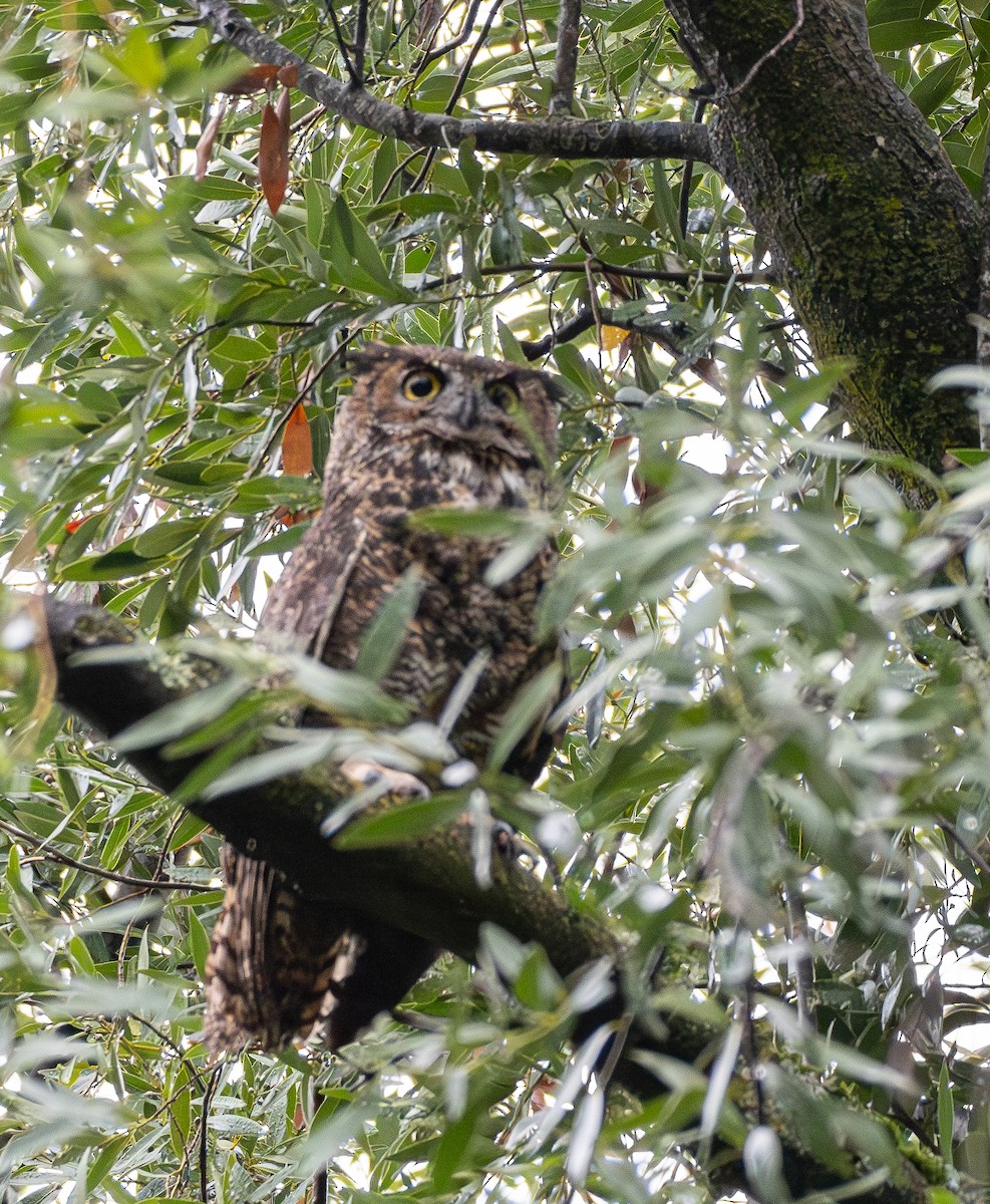 Great Horned Owl - ML644724680