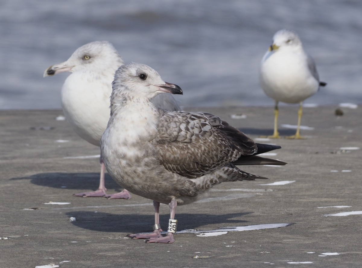 American Herring Gull - ML644724681