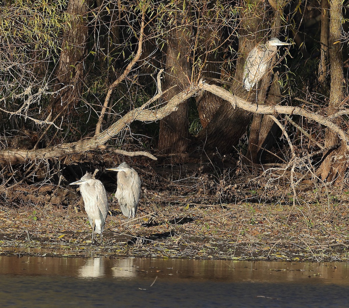 Great Blue Heron - ML644724682