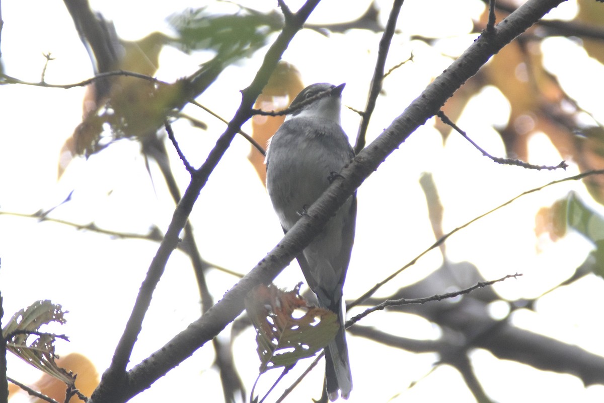 Ryukyu Minivet - ML644724687