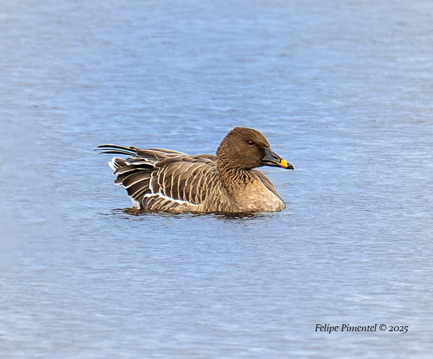 Tundra Bean-Goose - ML644724689