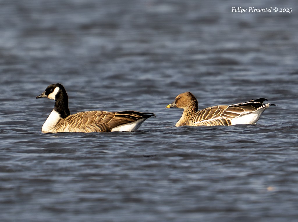 Tundra Bean-Goose - ML644724690