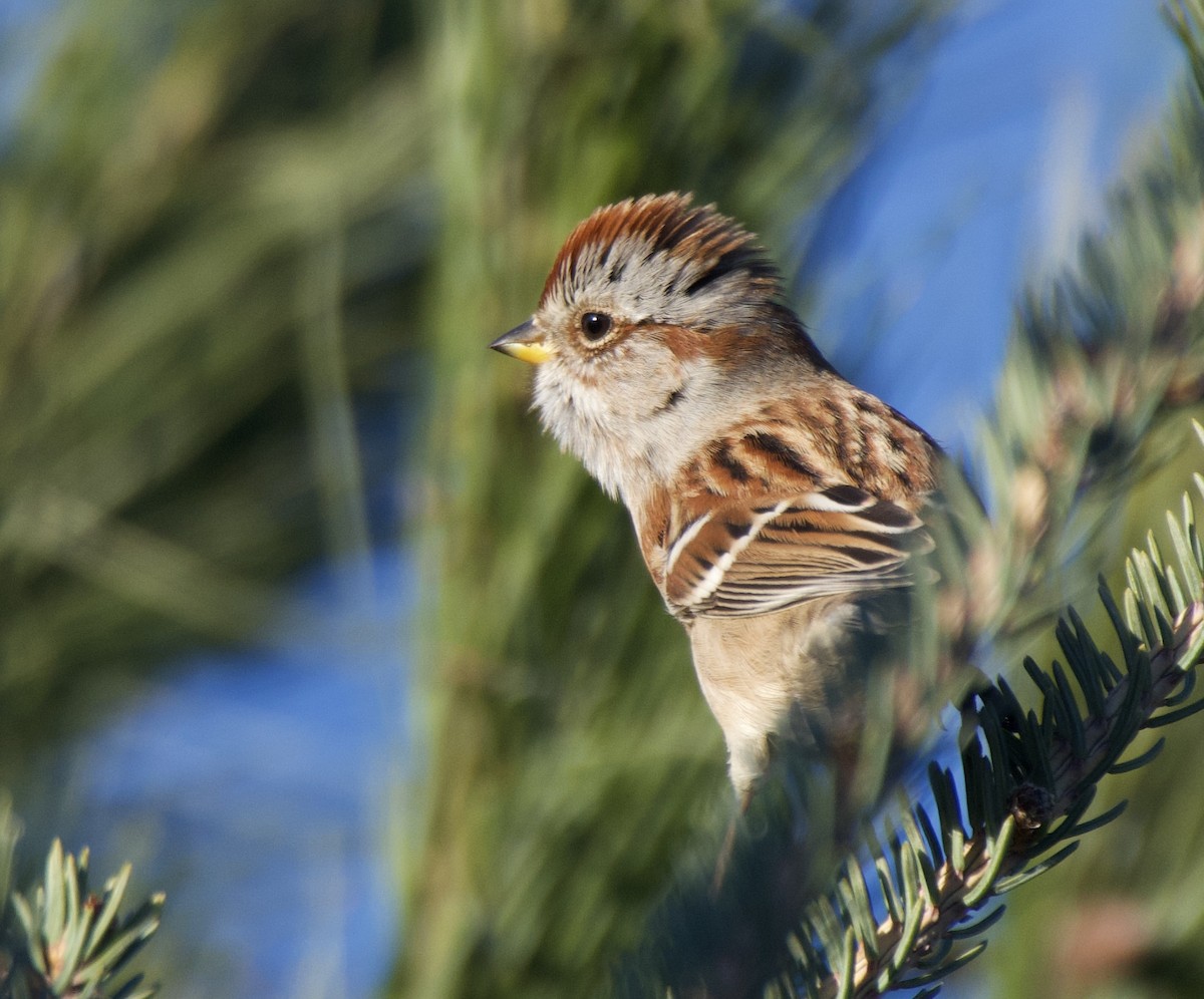 American Tree Sparrow - ML644724694