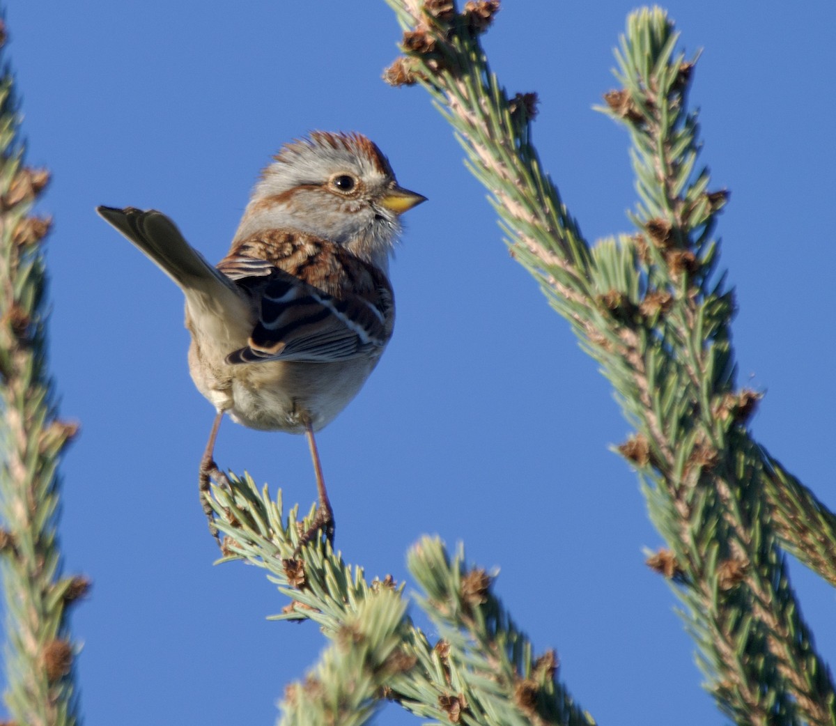 American Tree Sparrow - ML644724695