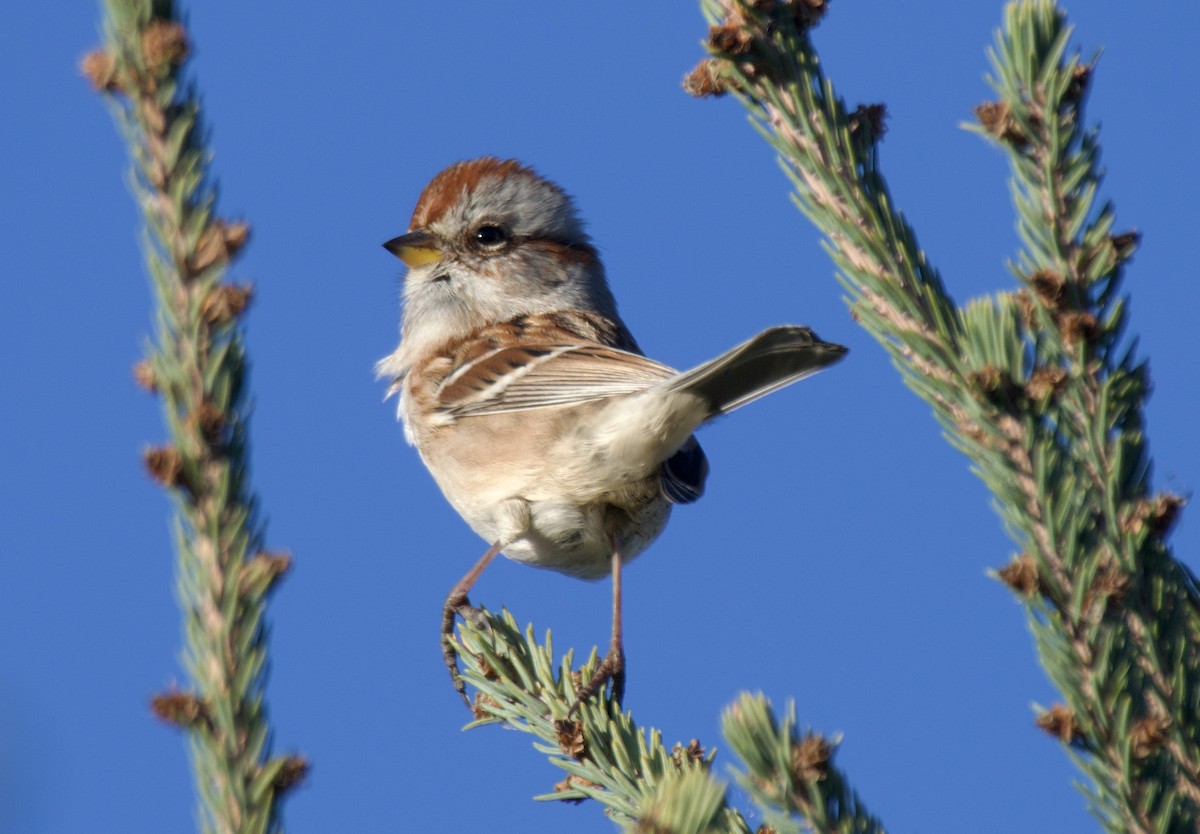 American Tree Sparrow - ML644724696