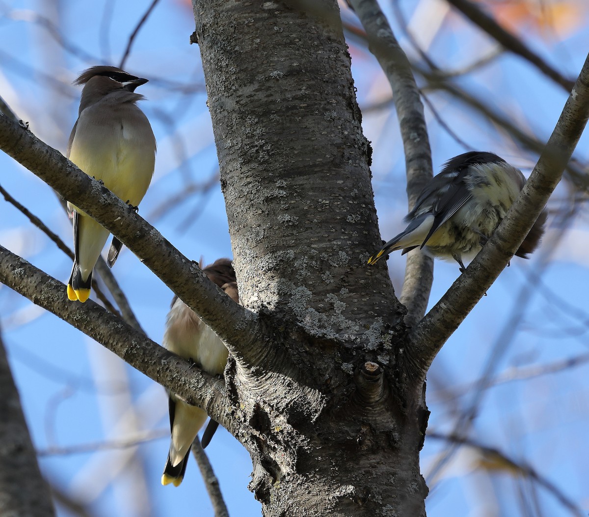 Cedar Waxwing - ML644724697