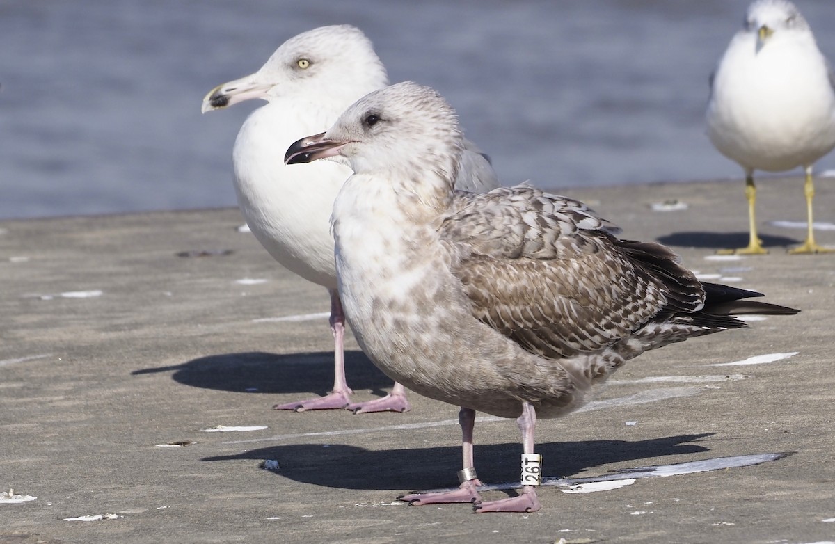 Kanadamöwe - ML644724698